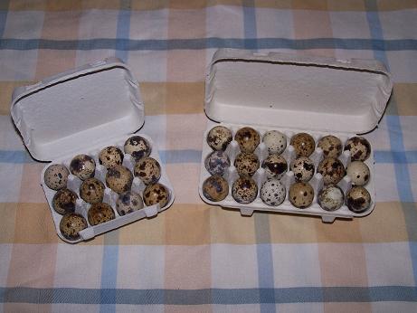 cnudde quail egg box